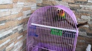 кормушки для ПОПУГАЕВ с ЗООМАГАЗИНА!!! удобно или нет?