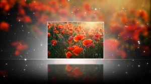 ❀Маки алые ❀ Проект для Proshow Producer
