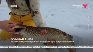 "Чумную" рыбу проверили специалисты Тюменского филиала ФГБНУ «ВНИРО»