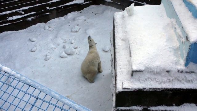 Медвежонок Белка освоилась на айсберге и не торопится спускаться. смотреть онлайн
