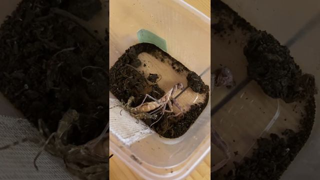 Линька богомола в домашних условиях. Это огонь смотреть онлайн