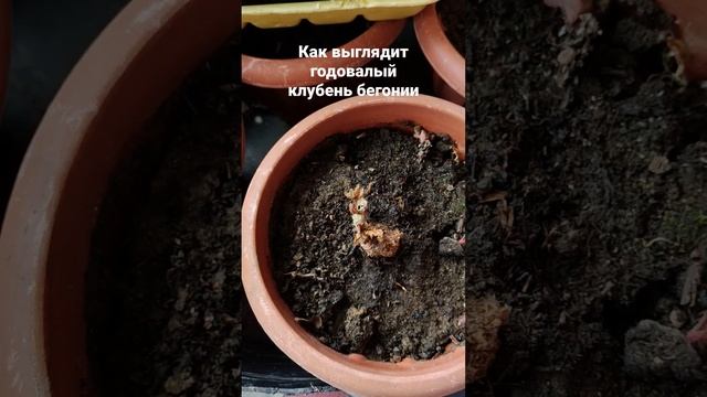 Клубневая бегония, которой ровно год.