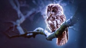 Зимняя СОВА / ЭМОЦИОНАЛЬНАЯ музыка / ПИАНИНО / МУЗЫКА для творческого НАСТРОЕНИЯ / Вдохновение...