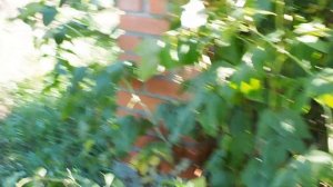 Один день в деревне. Одна без мужа с тремя детьми.