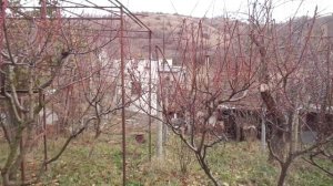 Осенняя обрезка персика - 100% без урожая. И о других глупостях.