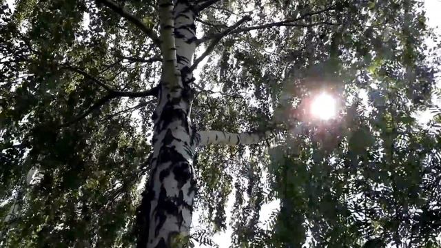 Футаж. Берёза. Солнце. Ветер. Солнце в ветвях деревьев. Лето. Футажи для видеомонтажа. смотреть онлайн