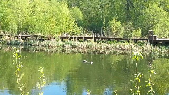 Парк Свиблово. Май 2016. смотреть онлайн