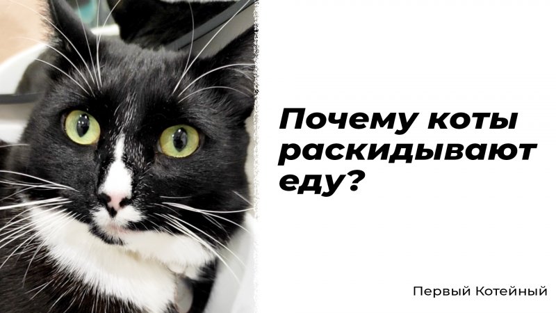 Почему коты раскидывают еду? ?️