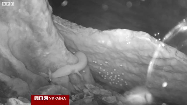 Олм - дивовижний "дракон" з печер