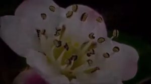 Агма ИСПОЛНЕНИЯ ЖЕЛАНИЙ. Для привлечения БОГАТСТВА и БЛАГОПОЛУЧИЯ. Даёт УСПЕХ во ВСЕХ сферах жизни.