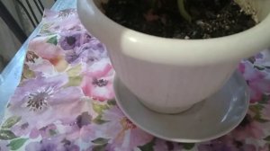 Глоксиния после периода покоя удивляет своей силой к жизни