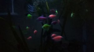 Тернеции и барбусы флуоресцентные