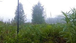 Ловля птиц (ястребиная славка/иволги/перепел)