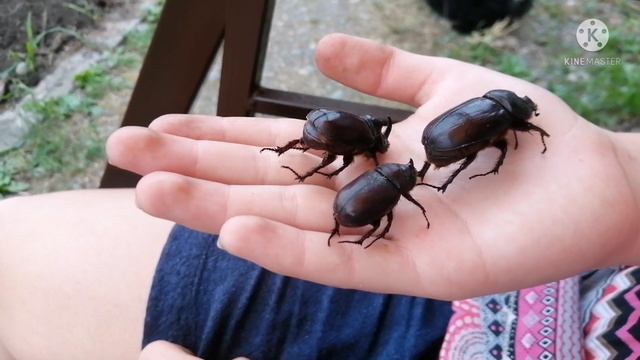 Жук носорог. смотреть онлайн