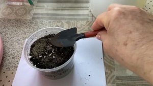 Сажаю пеларгонию в декабре. Подготовка рассады цветов к весне