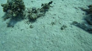 иглобрюхи лежат скат летит