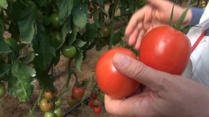 Томат F1 Манон.
