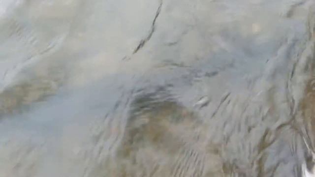 Лосось 20 кг река Нерис Вильнюс смотреть онлайн