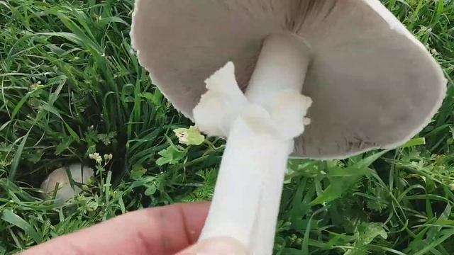 Agaricus arvensis 18/4/2018 смотреть онлайн