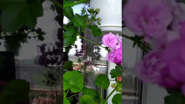 Плющелистные пеларгонии