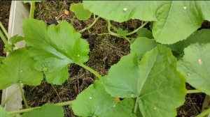 Кабачки/Пустоцвет на Кабачках/Как увеличить урожай/Что делать