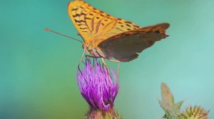 Опыление появлялось дважды (How Pollination Got Going Twice)