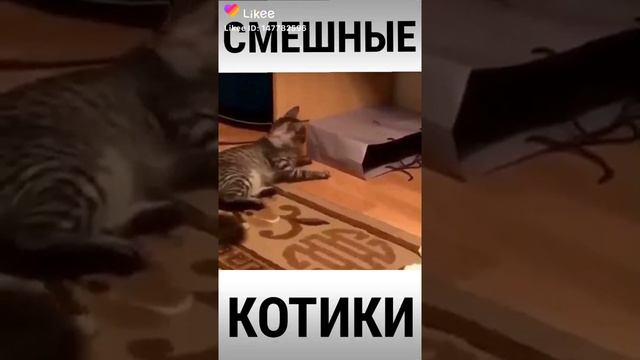 Кот поет