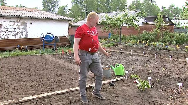 КАК ПОСАДИТЬ ХРИЗАНТЕМУ. ЦВЕСТИ БУДЕТ ПОТРЯСАЮЩЕ!