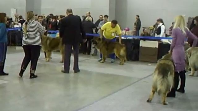 Евразия-2011 26 марта - кавказские овчарки смотреть онлайн