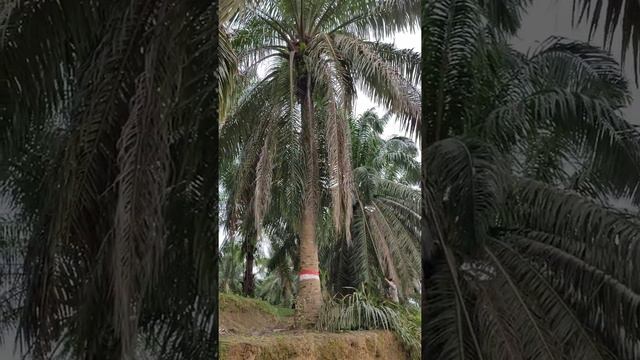 Prune and Harvest Palm Oil Tree