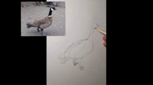 Канадская казарка