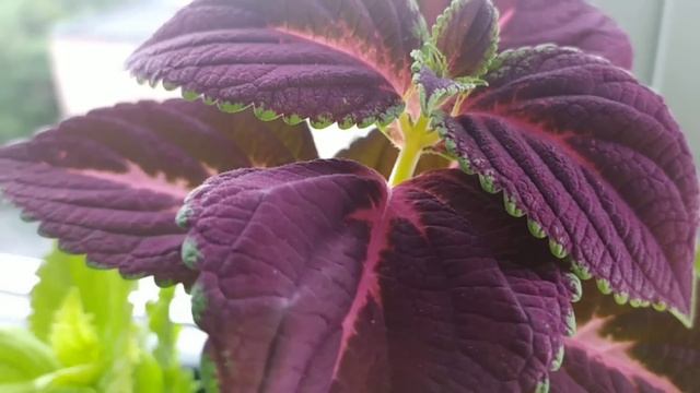 ФИКС ПРАЙС ?Плохая тушенка ❌ Обед с Фикс прайс// Спагетти из кабачков ? смотреть онлайн