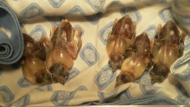 птенцы зебровой амадины 10 дней смотреть онлайн