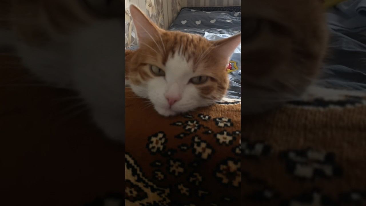 Кот на чиле #начиле #приколы #приколыскотами #малыш #смешноевидео
