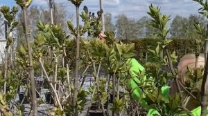 ТРИ СОРТА СИРЕНИ НА ОДНОМ ШТАМБЕ