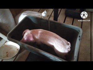 Наше хозяйство . Поросята после кастрации