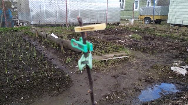 Формировка саженца с помощью прищепки ( бельевой ) смотреть онлайн