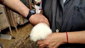 Комплексная прививка для кроликов