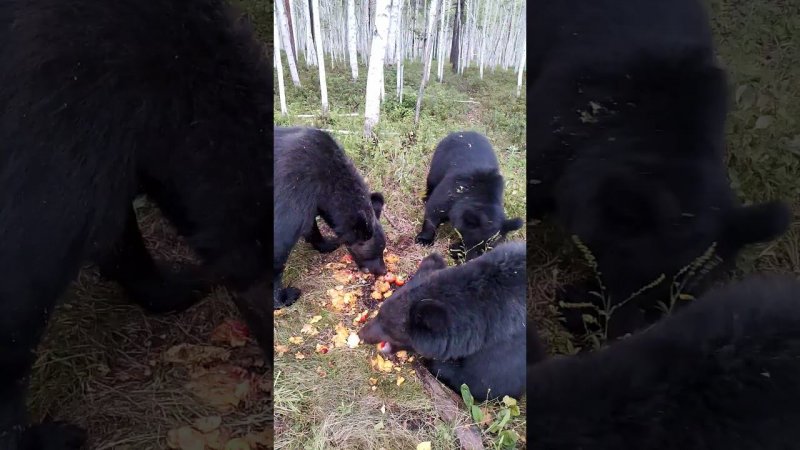 Медвежья чесалка.