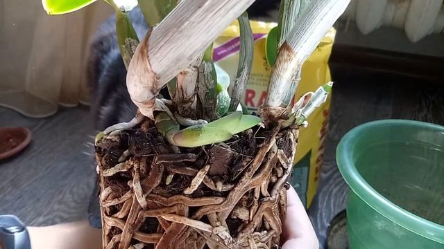 ОРХИДЕЯ КАТТЛЕЯ: ПЕРЕСАДКА И СЕРАМИС ДЛЯ ОРХИДЕЙ смотреть онлайн