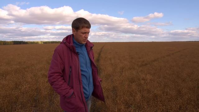 Лён в системе No-Till. Делимся опытом. Экспериментальная уборка очёсом