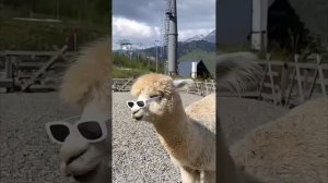 Немного позитива от альпак из парка в Сочи 😎
