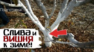 Подготовьте так в ноябре сливу и вишню к зимовке для отличного следующего урожая!
