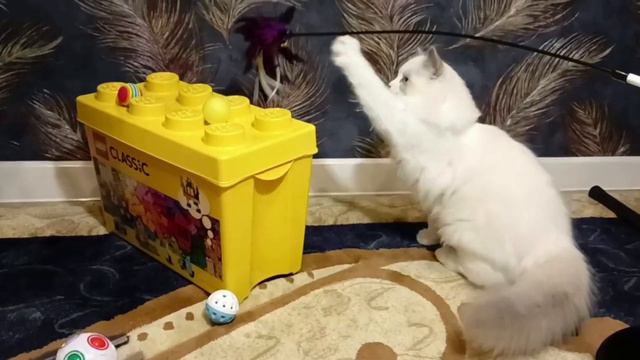 Hloya Woolly Bolls. 4 месяца. Дата рождения: 24.07.2022 смотреть онлайн