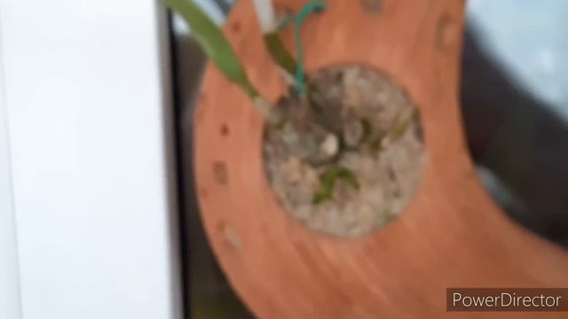 Подготовка #мох_сфагнум к зиме и отправкам / #орхидейные будни / что нового/зацветают еще #орхидеи смотреть онлайн