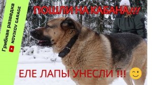 ПОШЛИ НА КАБАНА - ЕЛЕ ЛАПЫ УНЕСЛИ! / НЕ грибная разведка :)