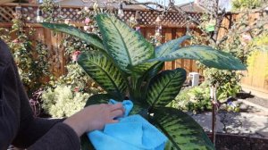 Dieffenbachia