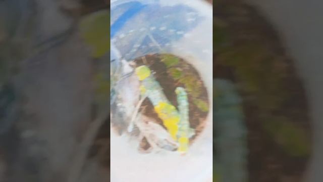 Паук-птицеед Psalmopoeus Cambridgei. Кормление смотреть онлайн