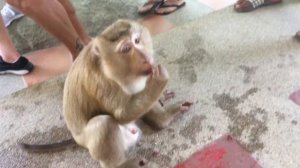 ДИКИЕ ОБЕЗЬЯНЫ, КОРМИМ С РУК! Остров Пхукет в Таиланде, Большой Будда. ДРАКА ОБЕЗЬЯН. Апрель 2019 г