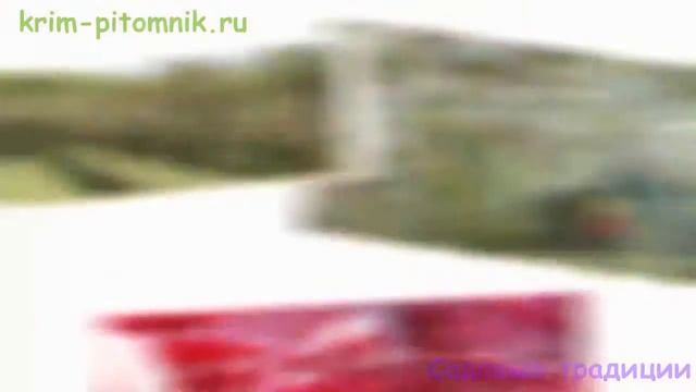 Где купить саженцы вишни смотреть онлайн